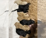 Small Photo #4 Goldendoodle Puppy For Sale in ORO VALLEY, AZ, USA
