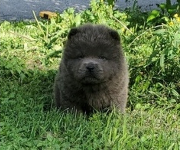 Medium Photo #1 Chow Chow Puppy For Sale in HASTINGS, PA, USA