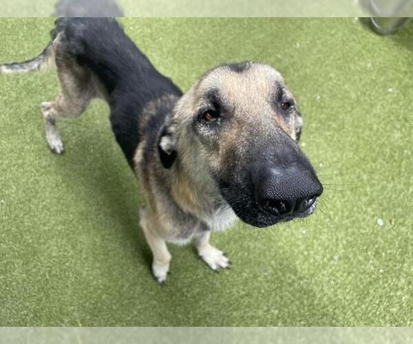 Medium Photo #1 German Shepherd Dog-Unknown Mix Puppy For Sale in Waco, TX, USA