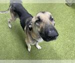 Small German Shepherd Dog Mix