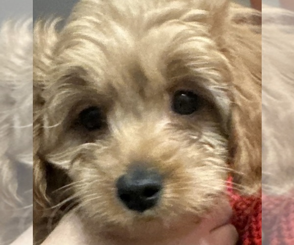 Medium Photo #3 Cavapoo (Miniature) Puppy For Sale in REHOBOTH, MA, USA