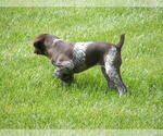 Small Photo #3 German Shorthaired Pointer Puppy For Sale in ARKANSAS CITY, KS, USA