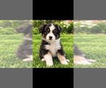 Puppy Milo Australian Shepherd