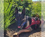 Small #14 German Shepherd Dog Mix