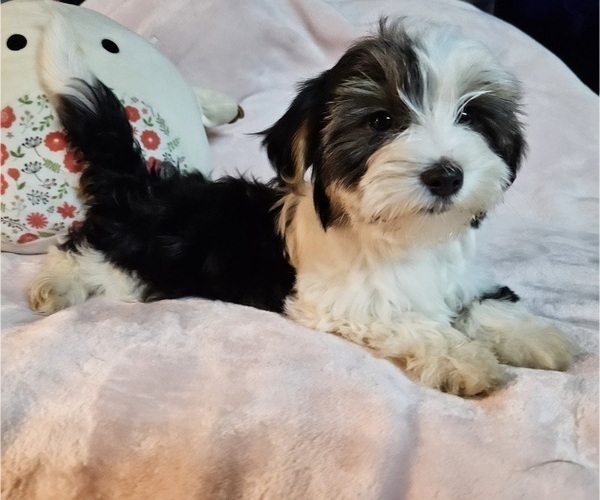 Medium Photo #2 Shorkie Tzu Puppy For Sale in WALSH, IL, USA