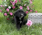 Small #4 Bernese Mountain Dog