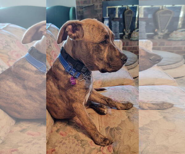Medium Photo #3 Boxer-Staffordshire Bull Terrier Mix Puppy For Sale in Pleasanton, TX, USA