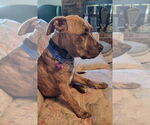 Small #2 Boxer-Staffordshire Bull Terrier Mix