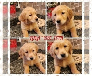 Golden Retriever Puppy for sale in SENECA FALLS, NY, USA
