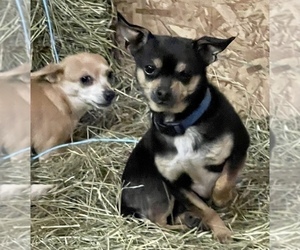 Father of the Chihuahua puppies born on 02/13/2023