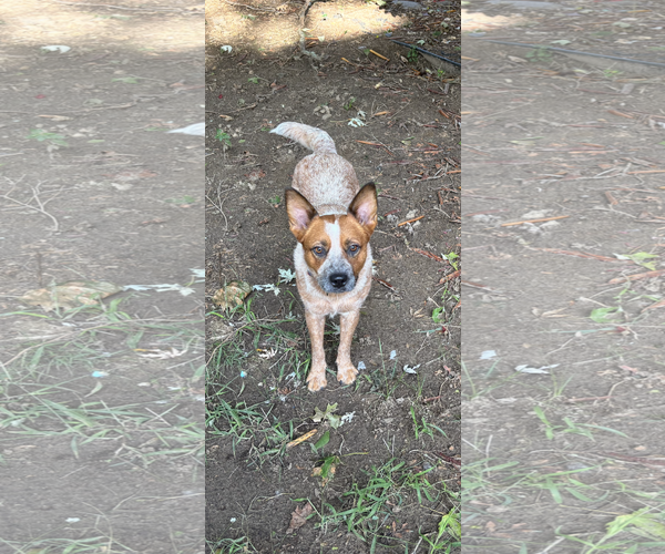 Medium Photo #1 Mutt Puppy For Sale in Garden City, NY, USA