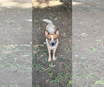 Lilly - Female Mutt Dog for Adoption - Small photo