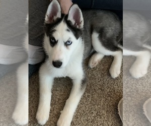 Siberian Husky Puppy for sale in CENTERVILLE, OH, USA