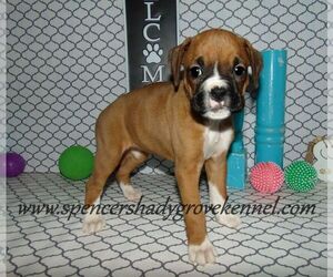 Cane Corso Puppy for sale in CABOOL, MO, USA