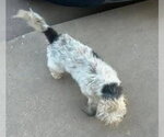 Small #1 Mutt