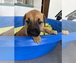 Small #1 American Pit Bull Terrier Mix