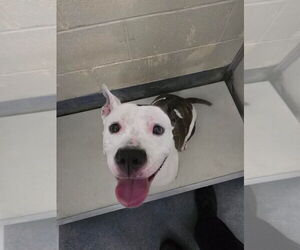 American Pit Bull Terrier Dogs for adoption in Glen Allen, VA, USA