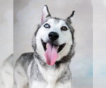 Small Siberian Husky