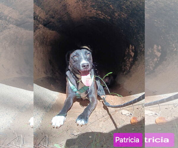 Medium Photo #1 Mutt Puppy For Sale in Farmerville, LA, USA