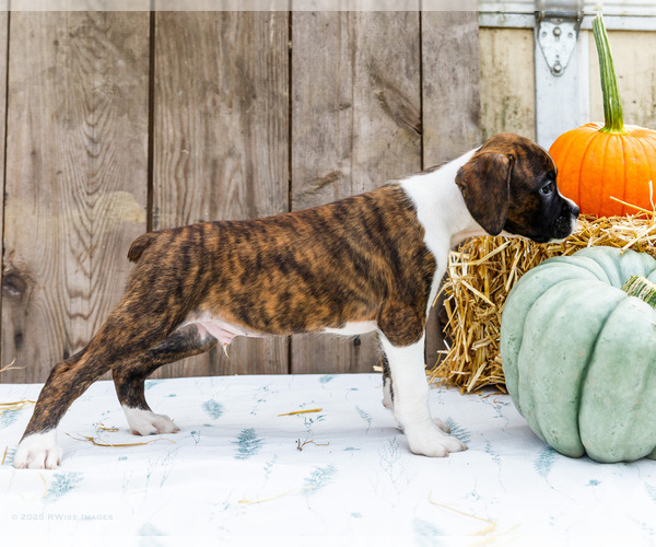 Medium Photo #8 Boxer Puppy For Sale in WAKARUSA, IN, USA