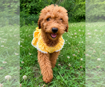Small #7 Goldendoodle mix (+ Poodle Miniature)