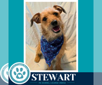 Small #3 Border Terrier Mix