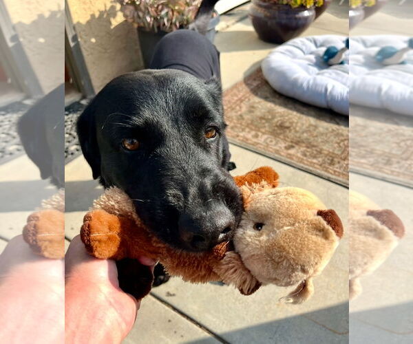 Medium Photo #8 Labrador Retriever Puppy For Sale in San Diego, CA, USA