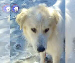 Great Pyrenees Dogs for adoption in Spring, TX, USA