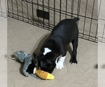 Small Photo #7 Boston Terrier Puppy For Sale in GLOUCESTER, VA, USA