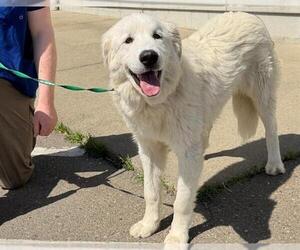 Great Pyrenees Dogs for adoption in Santa Rosa, CA, USA