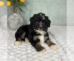 Small #2 Bernedoodle (Miniature)