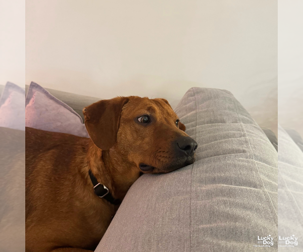 Medium Photo #7 Labrador Retriever-Retriever  Mix Puppy For Sale in Washington, DC, USA