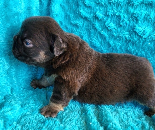 Medium Photo #4 French Bulldog Puppy For Sale in LAS VEGAS, NV, USA