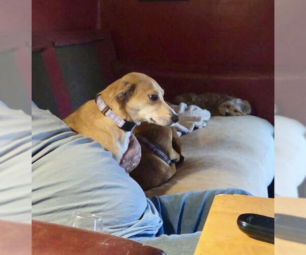 Medium Photo #3 Feist Terrier-Unknown Mix Puppy For Sale in Mooresville, NC, USA