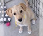 Small Photo #3 Colonial Cocker Spaniel-Unknown Mix Puppy For Sale in San Diego, CA, USA