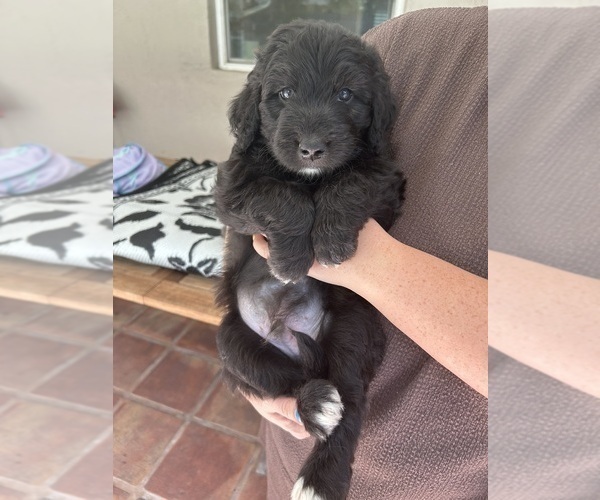 Medium Photo #51 Aussiedoodle Puppy For Sale in LONGWOOD, FL, USA