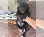 Small Photo #51 Aussiedoodle Puppy For Sale in LONGWOOD, FL, USA