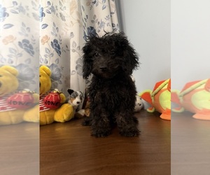 Yorkipoo Puppy for sale in DURHAM, CT, USA