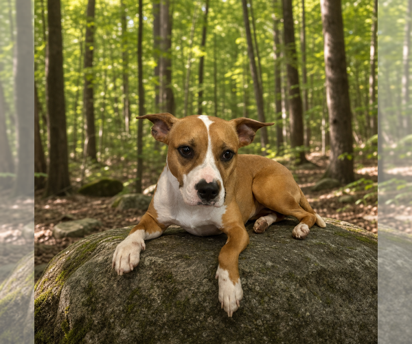 Medium Photo #1 Mutt Puppy For Sale in Cary, NC, USA