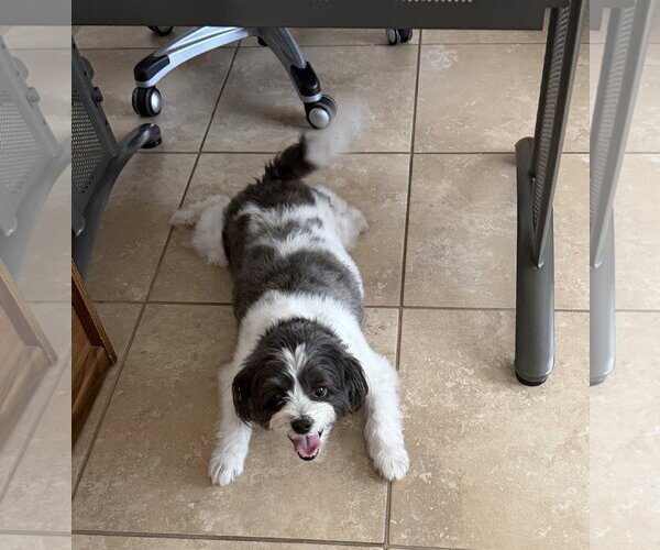 Medium Photo #6 Shih Tzu-Unknown Mix Puppy For Sale in Valrico, FL, USA