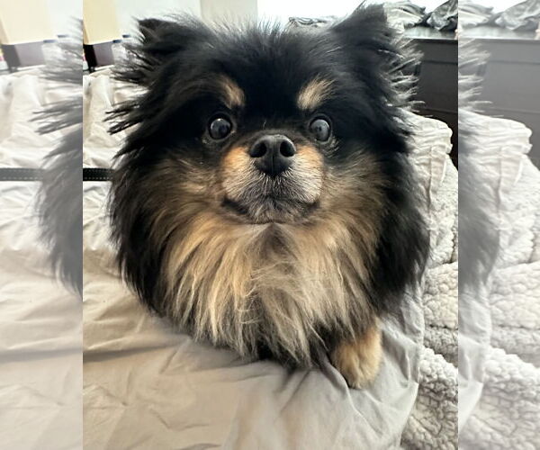 Medium Photo #3 Pomeranian Puppy For Sale in Fenton, MO, USA