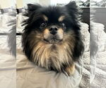 Small #2 Pomeranian