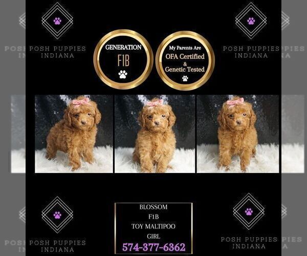 Medium Photo #63 Maltipoo Puppy For Sale in WARSAW, IN, USA