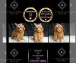 Small Photo #63 Maltipoo Puppy For Sale in WARSAW, IN, USA