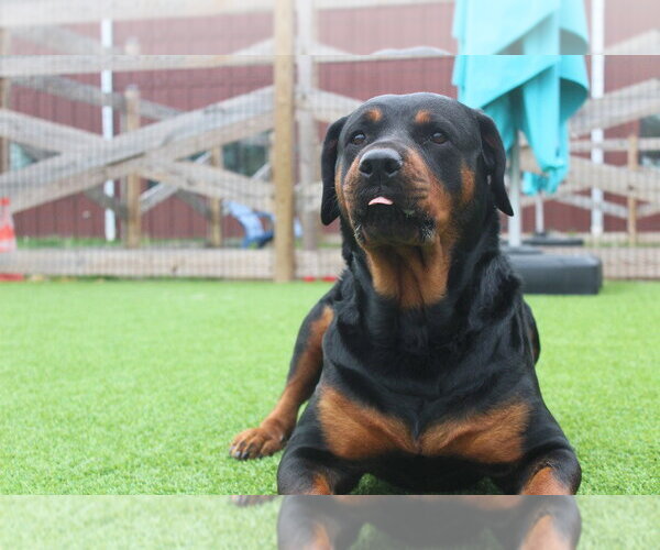 Medium Photo #2 Rottweiler Puppy For Sale in Chestertown, MD, USA