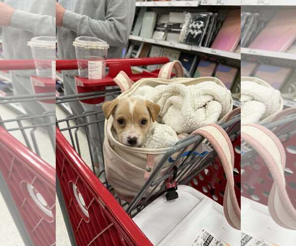 Medium Photo #4 Mutt Puppy For Sale in Holly Springs, NC, USA