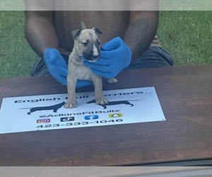 Bull Terrier Puppy for sale in DECATUR, TN, USA