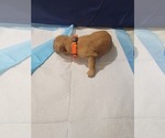 Small #7 Golden Retriever