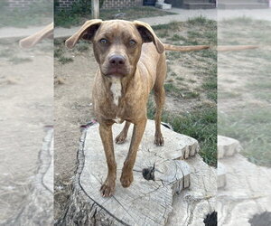 Nugget Bar - Male Feist Terrier-Unknown Mix Dog for Adoption - Photo #2