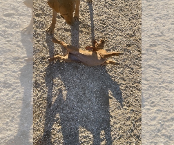 Medium Photo #33 Rhodesian Ridgeback Puppy For Sale in MORONGO VALLEY, CA, USA